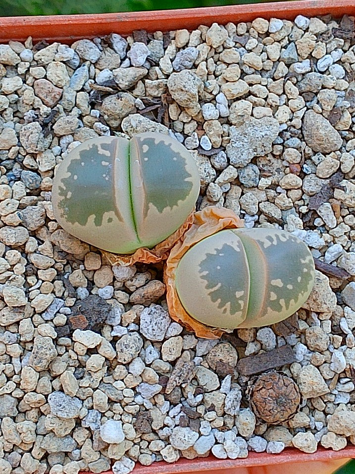 Lithops Olivacea - 2 cabezas