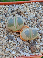 Lithops Olivacea - 2 cabezas