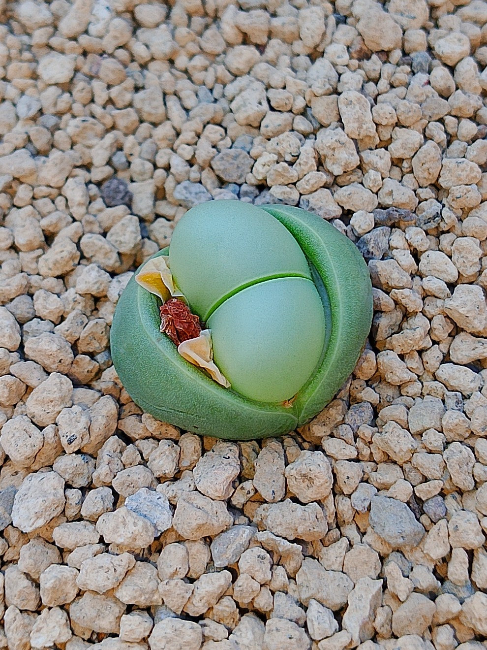 Argyroderma Delaetti