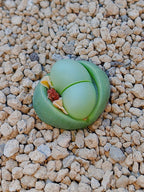 Argyroderma Delaetti