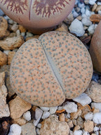 C170 	Lithops fulviceps v. fulviceps