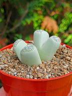 Lithops Geyeri | 2 cabezas