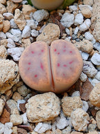 C206 	Lithops dinteri ssp. dinteri v. dinteri B 2 años