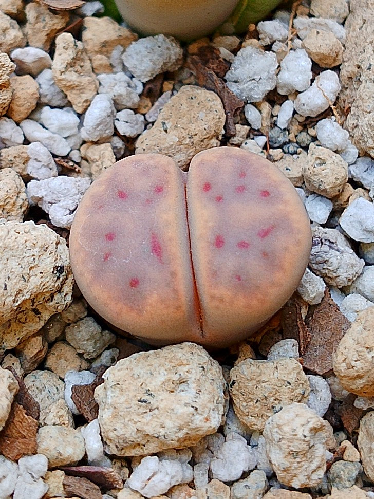 C206 	Lithops dinteri ssp. dinteri v. dinteri B 2 años