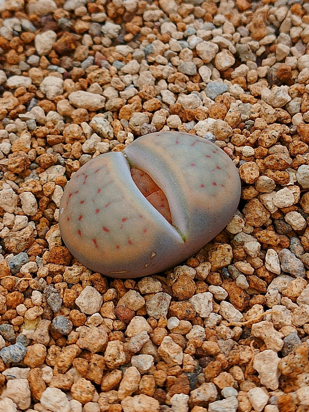 Lithops Mix