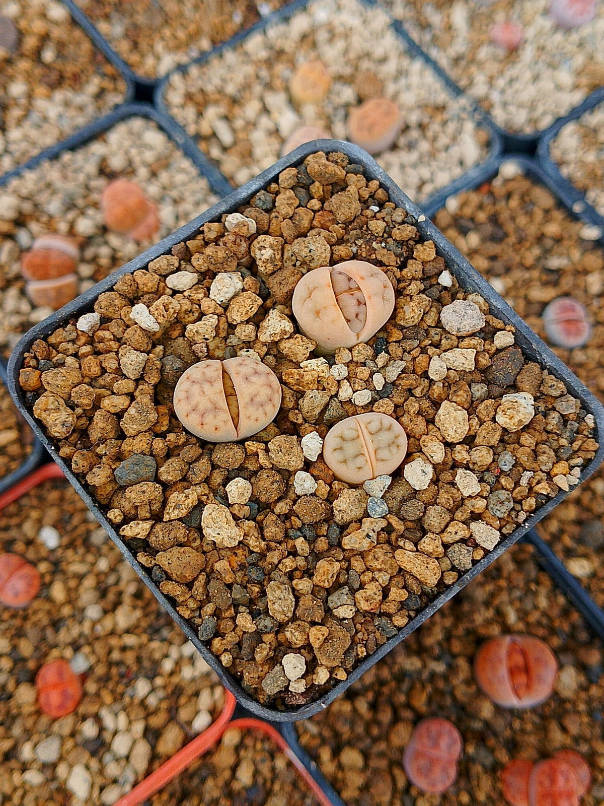 Paquete lithops Mix F | 1 año de edad