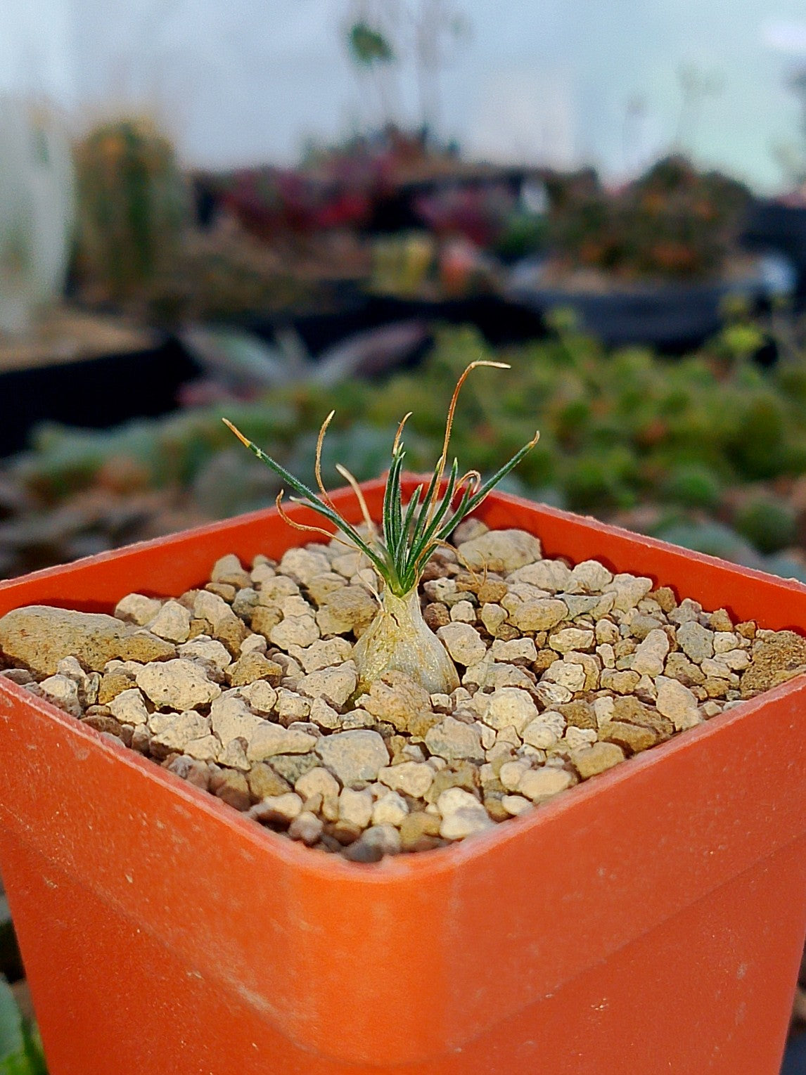 Ornitogalum Sardieni | maceta 2"