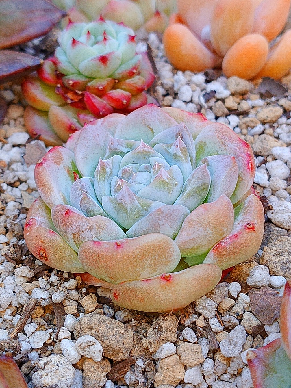 Echeveria A One | maceta 3"