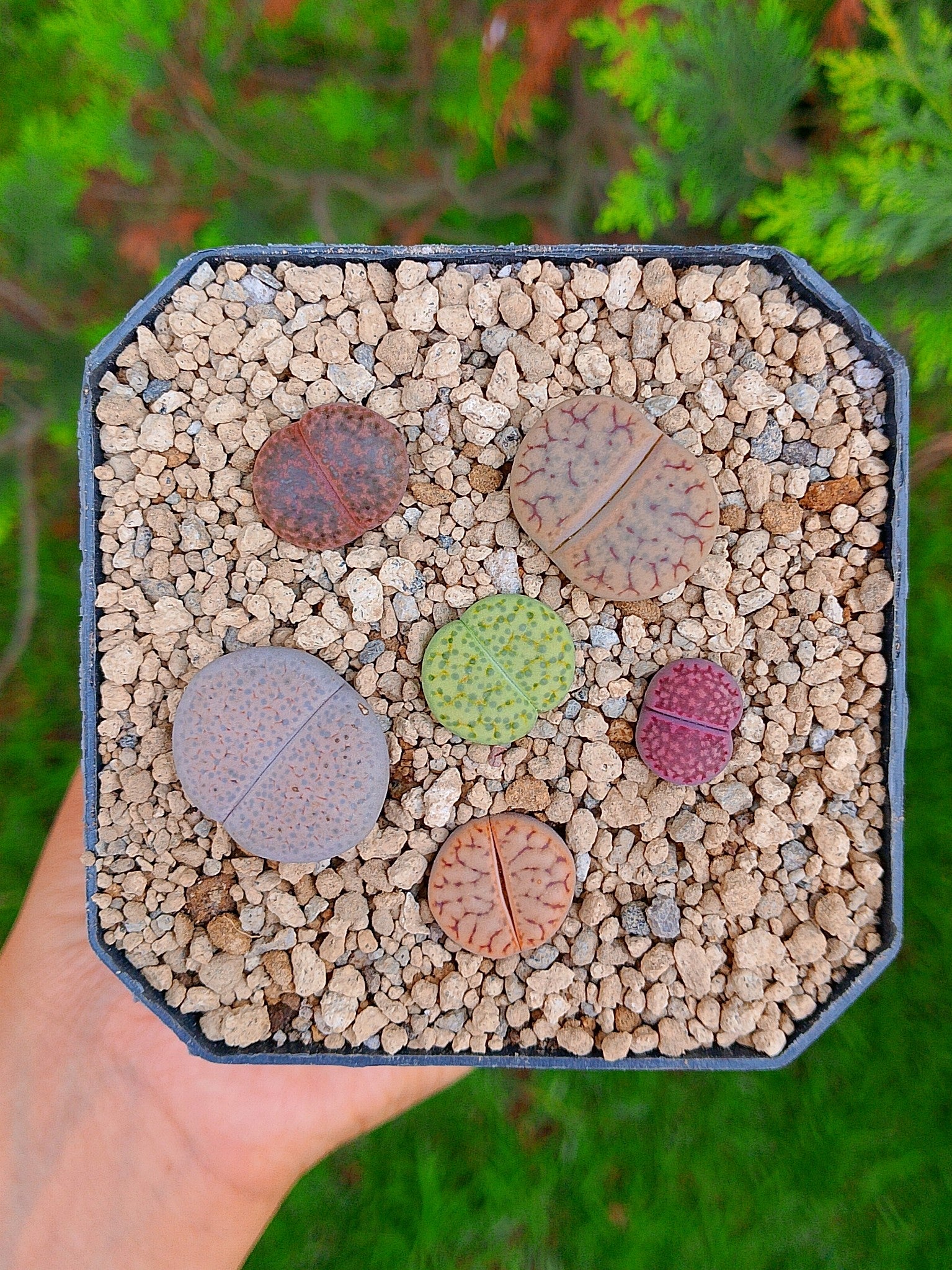 Paquete lithops cultivares P | maceta de 3.5"