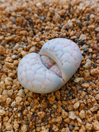 C349 	Lithops julii ssp. julii