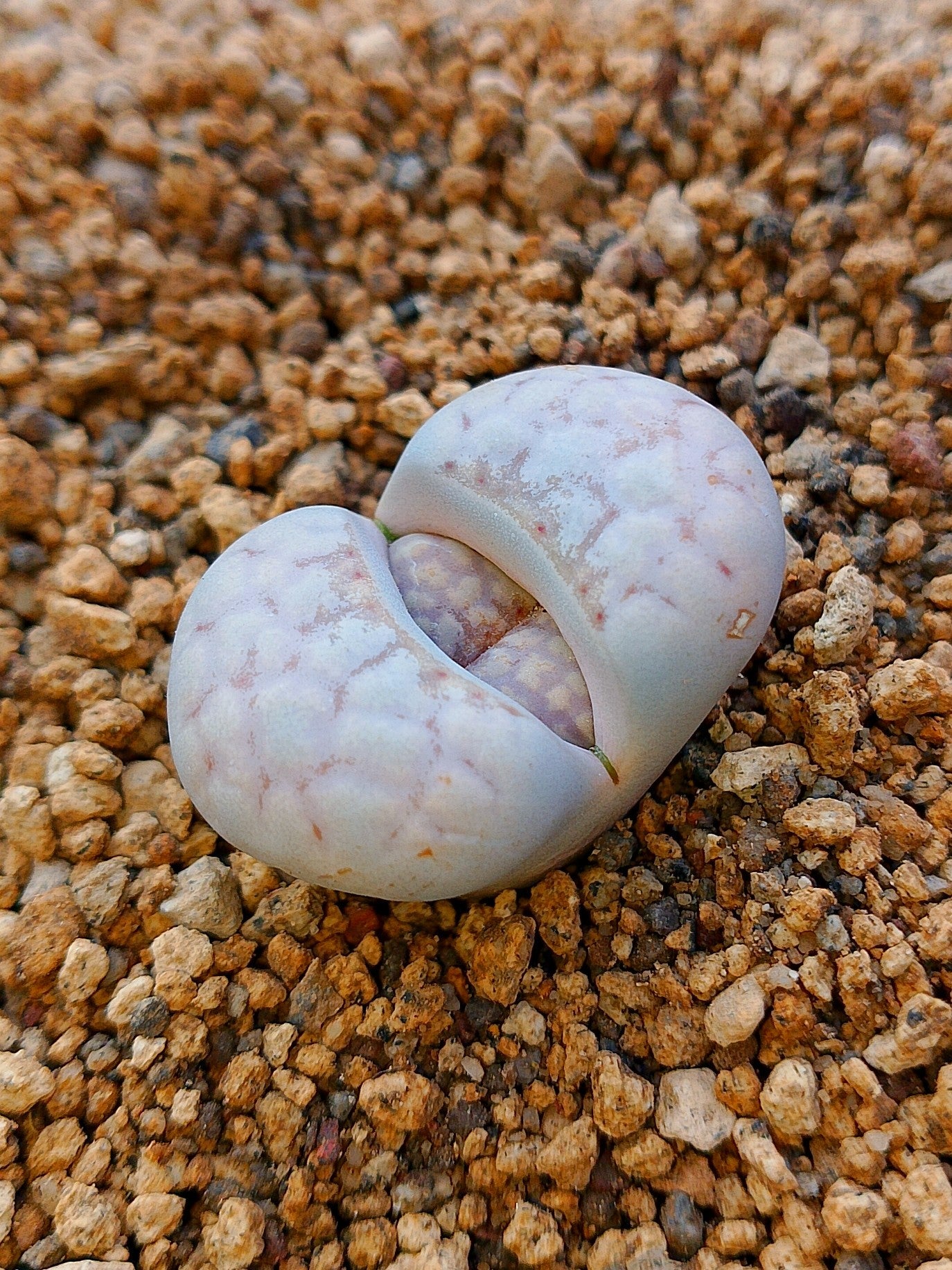 C349 	Lithops julii ssp. julii