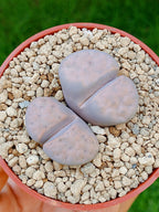 Lithops Híbrido | 2 cabezas