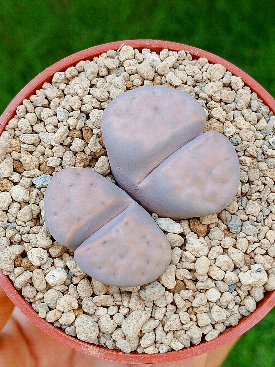 Lithops Híbrido | 2 cabezas