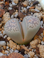 C252 	Lithops marmorata v. elisae