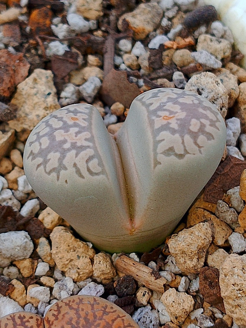 C252 	Lithops marmorata v. elisae