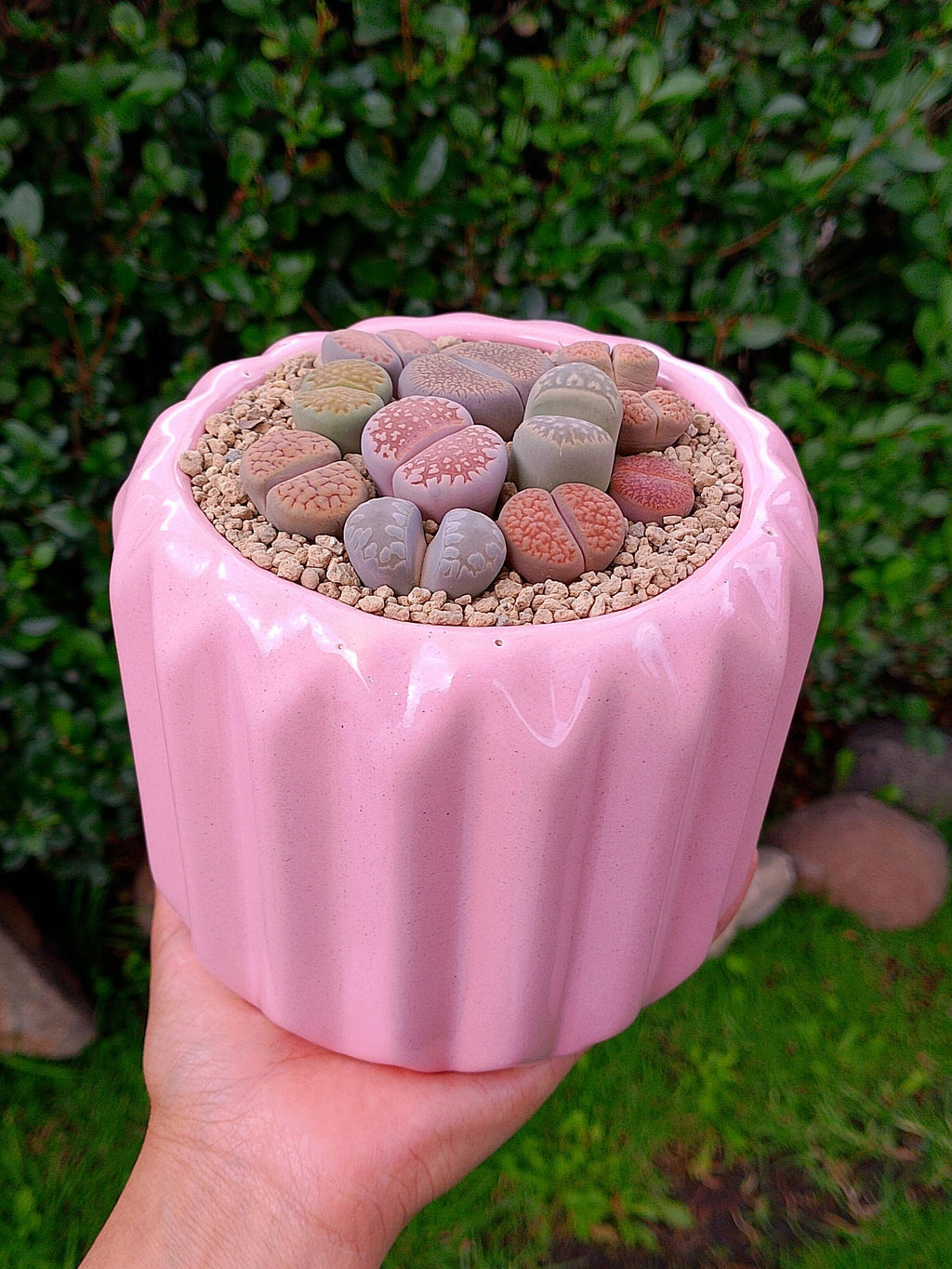 Paquete lithops Mix - circular D