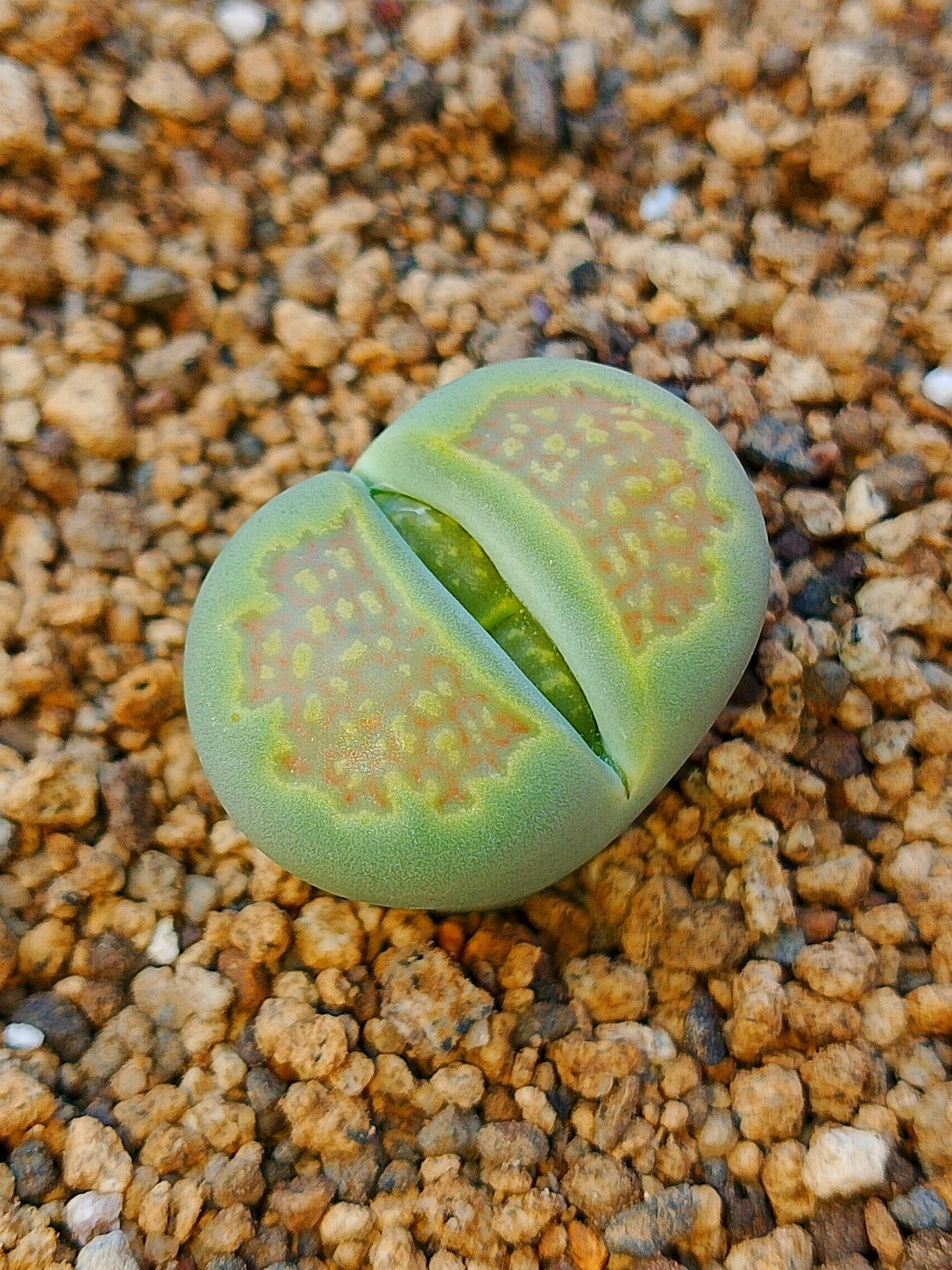 C111A Lithops hallii v. ochracea 'Green Soapstone'