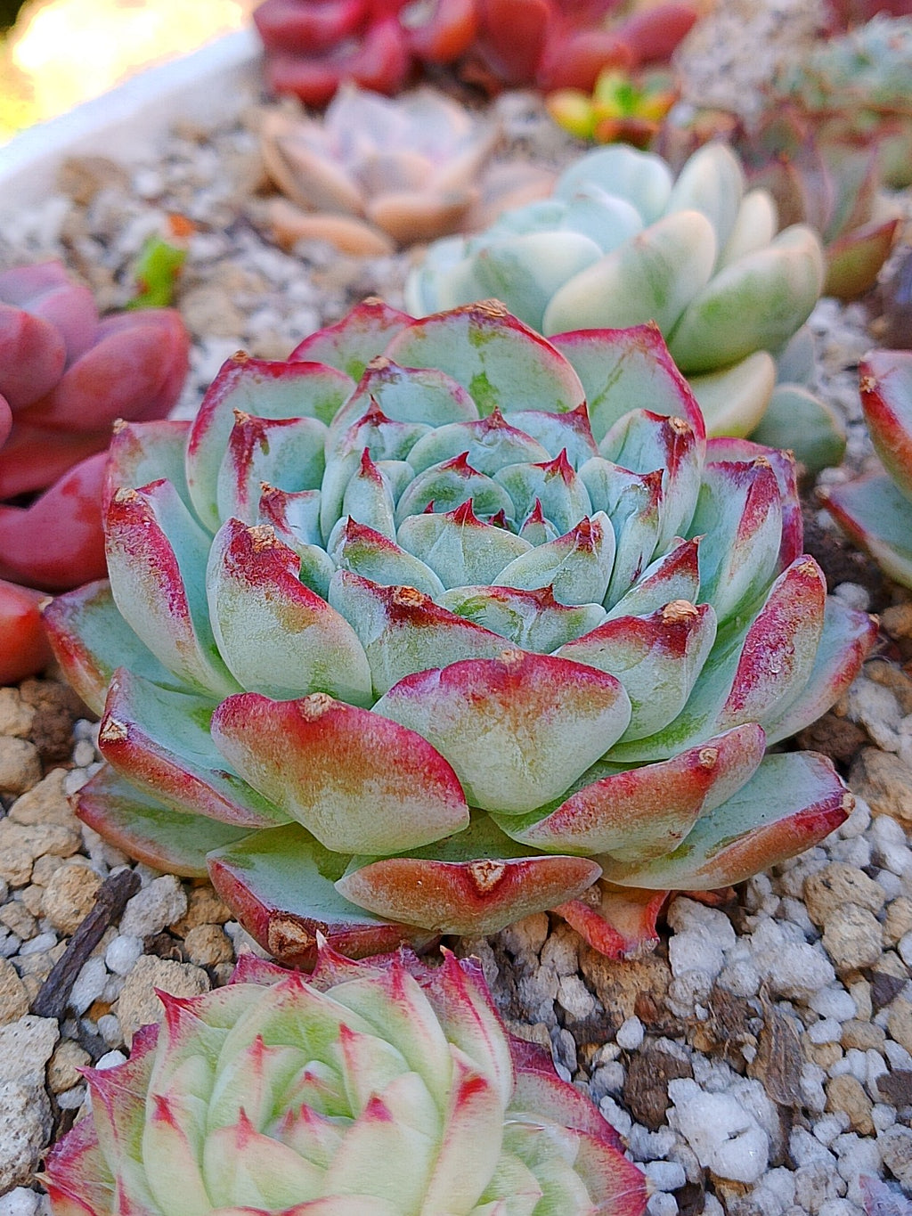 Echeveria Pomegranate B | maceta 3.5"