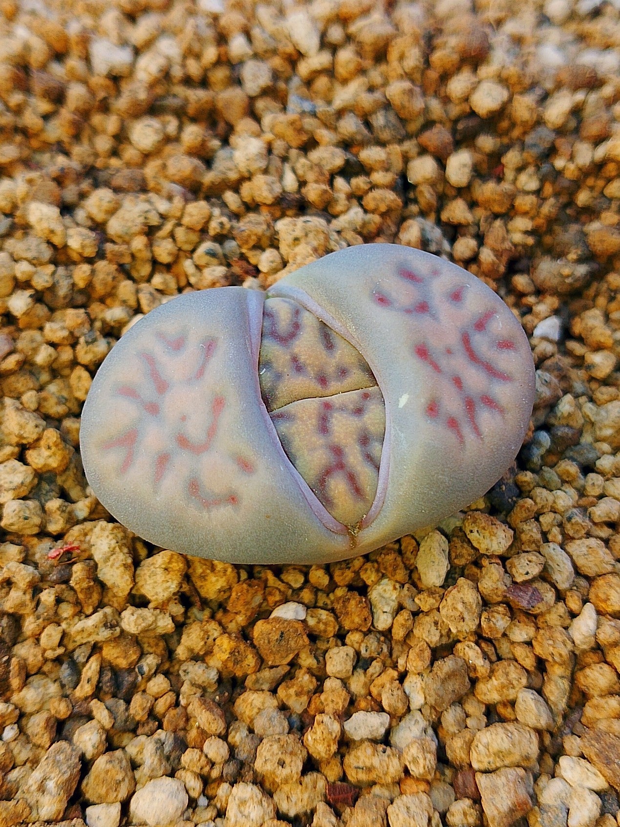 C181 	Lithops dinteri ssp. multipunctata