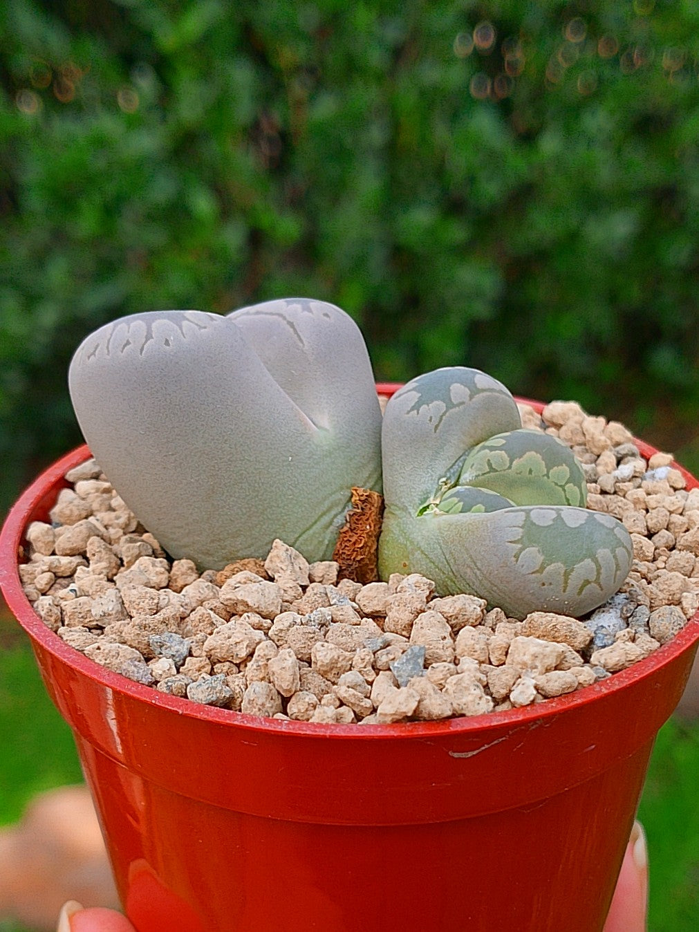 Lithops Otzeniana | 2 cabezas