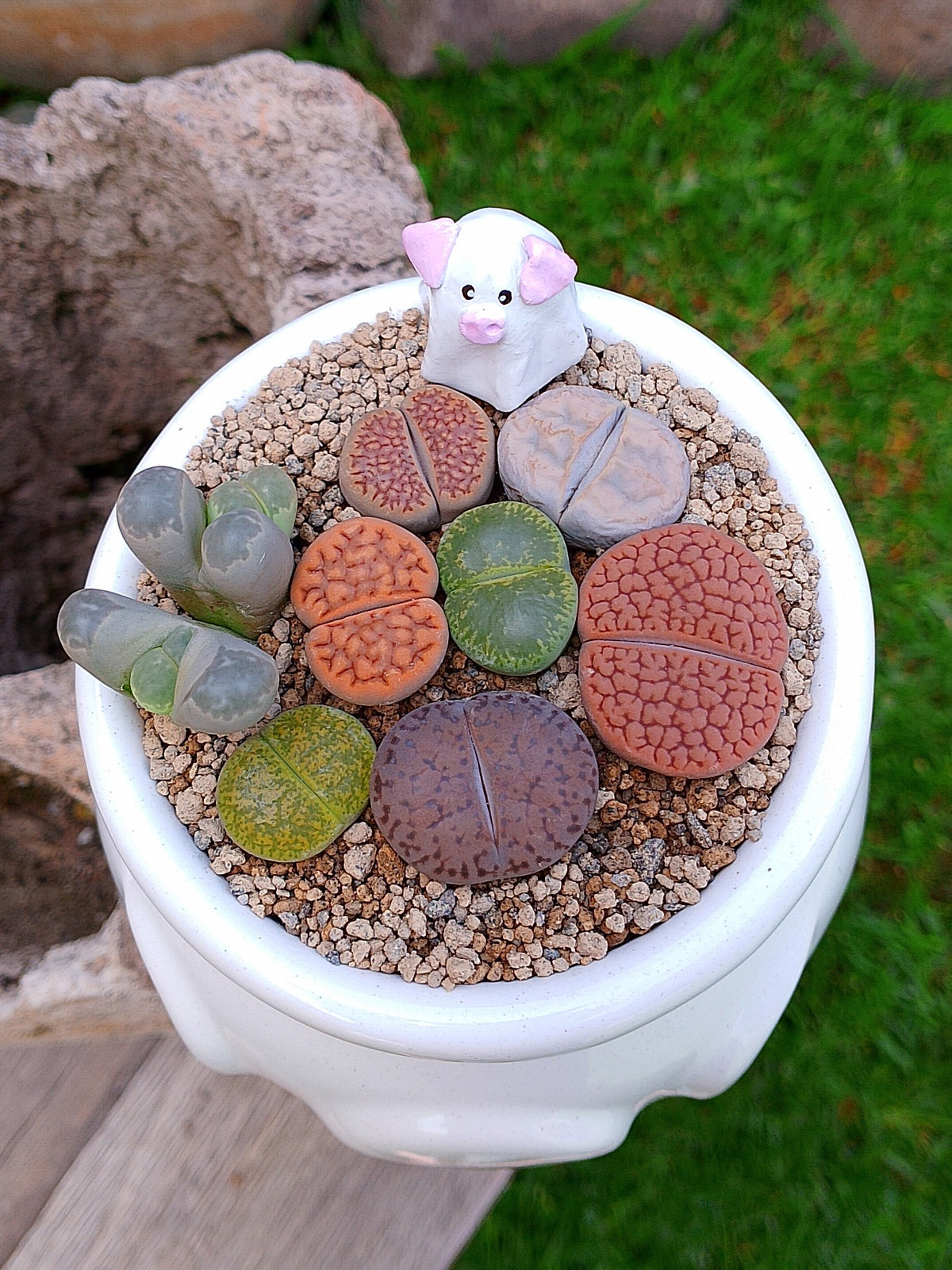Paquete lithops Mix - Caldero puerquifantasma