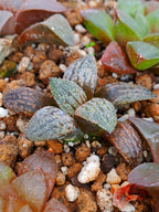 Haworthia RG N | maceta 2"
