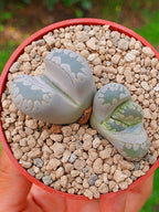 Lithops Otzeniana | 2 cabezas