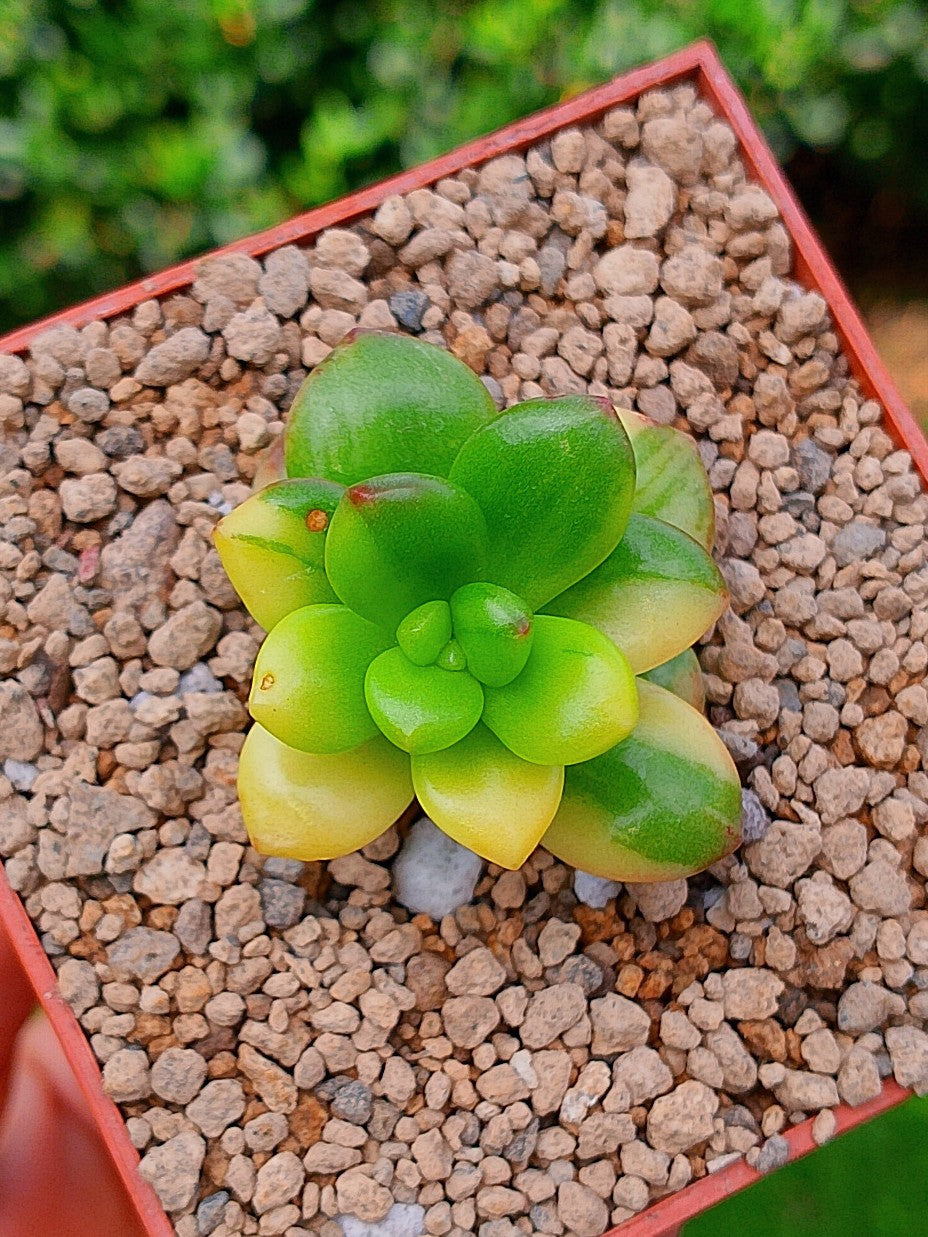 Sedum Lucidum Obesum variegado | maceta 3"