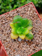 Sedum Lucidum Obesum variegado | maceta 3"