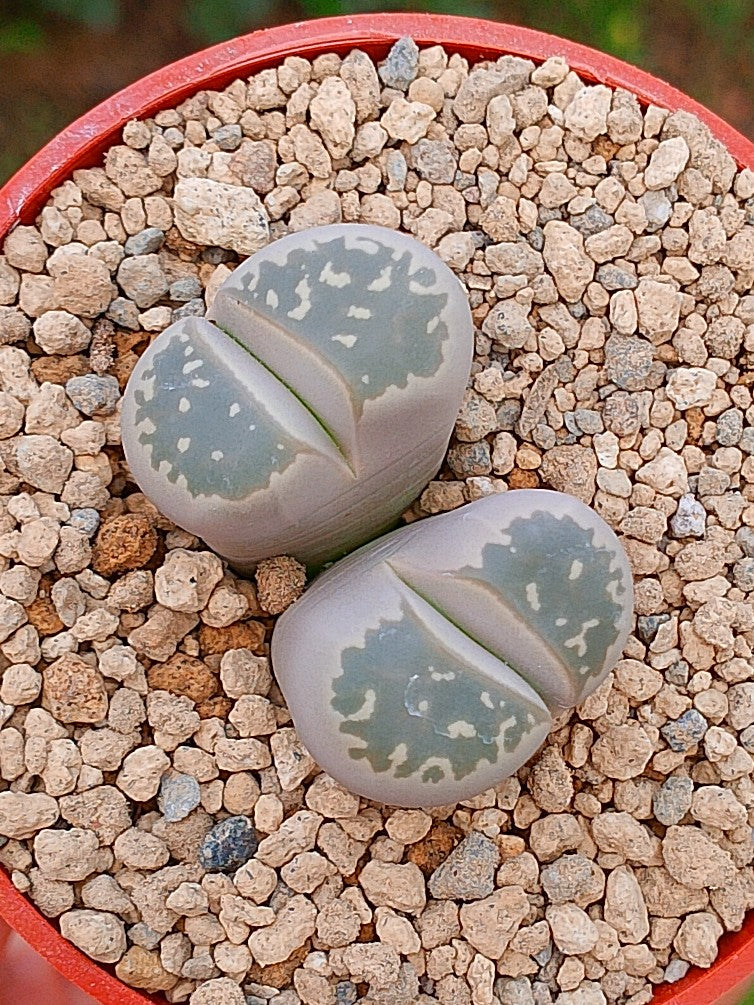 Lithops Olivacea | 2 cabezas