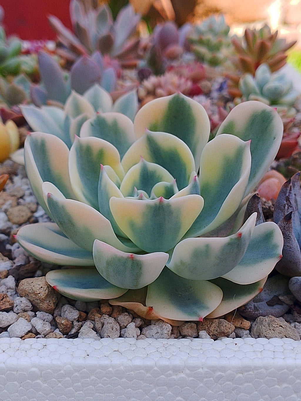 Echeveria carrousel | maceta 4"