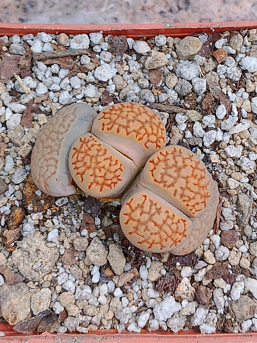 Lithops Halii 2 cabezas