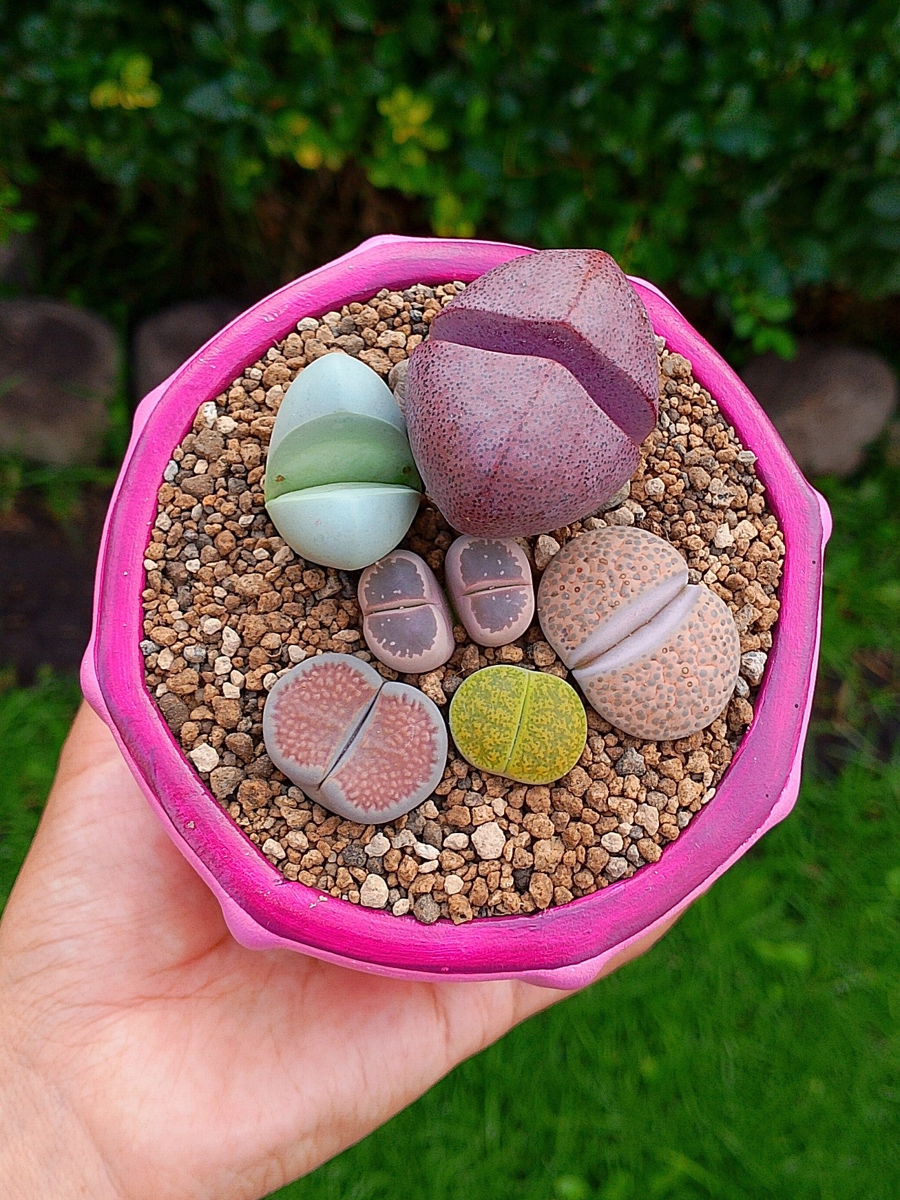 Paquete lithops Mix - circular F