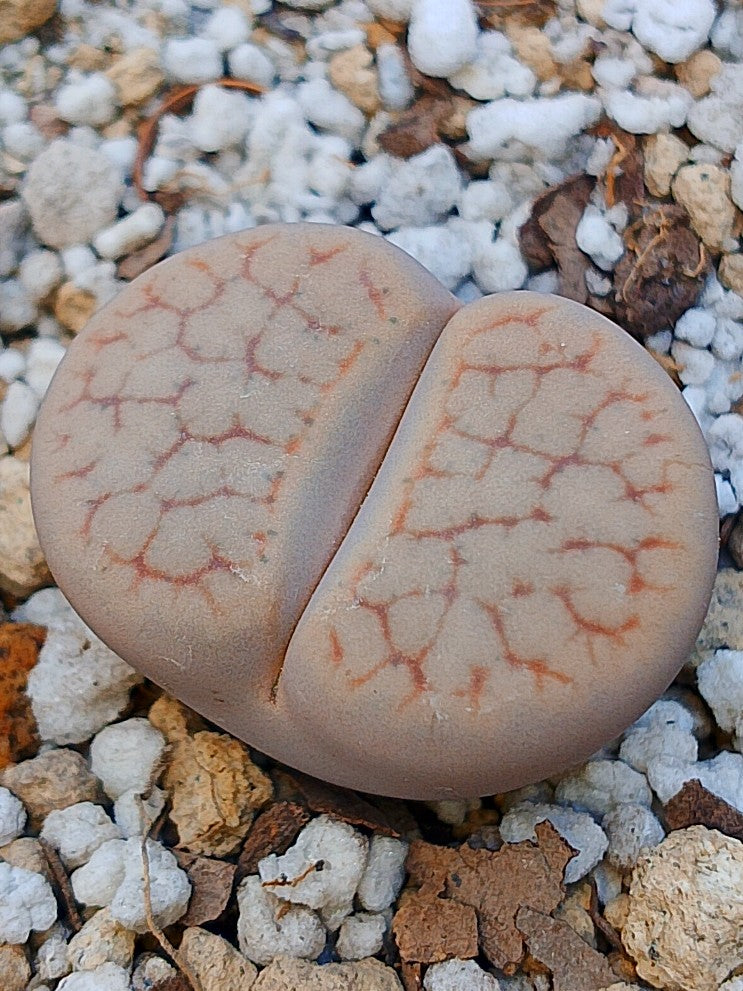 C384 	Lithops pseudotruncatella ssp. dendritica