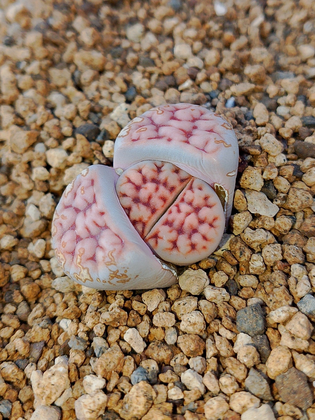 C226 	Lithops karasmontana ssp. karasmontana v. karasmontana