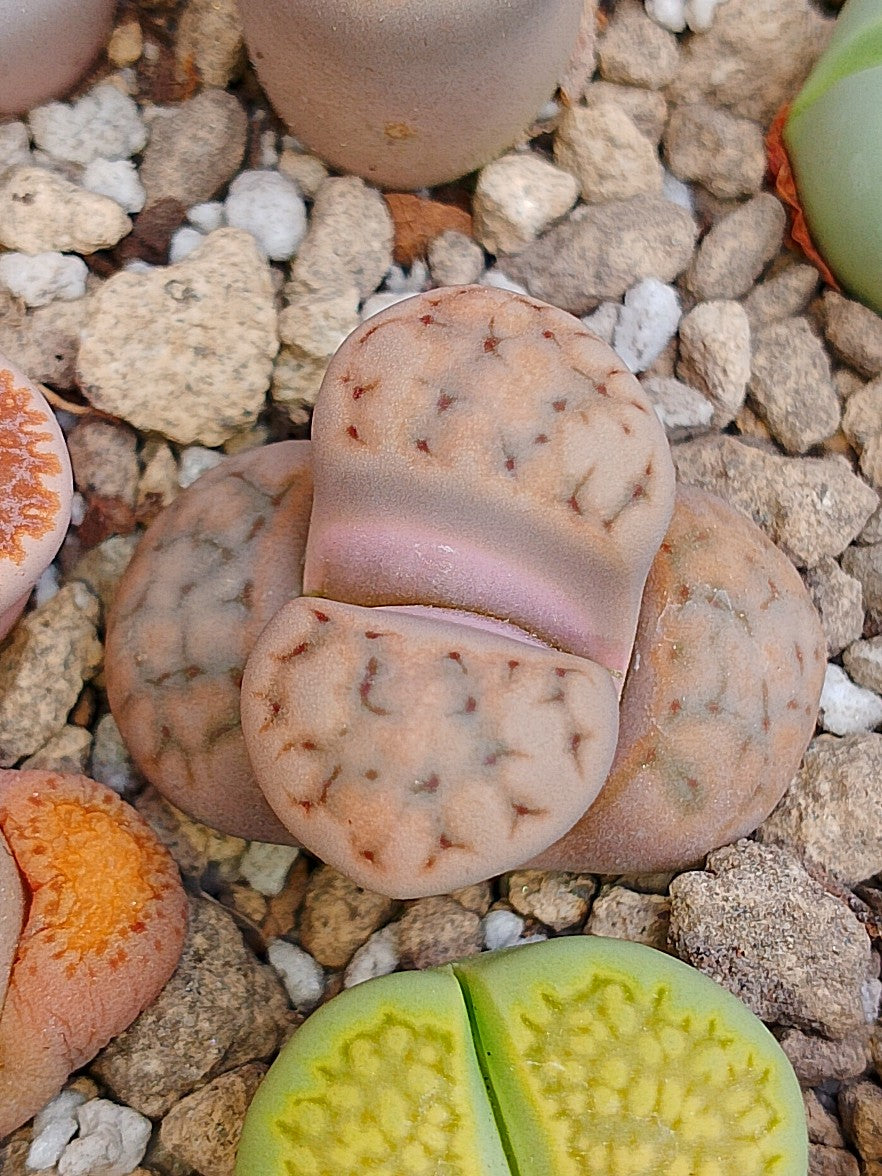 C401 	Lithops karasmontana ssp. eberlanzii