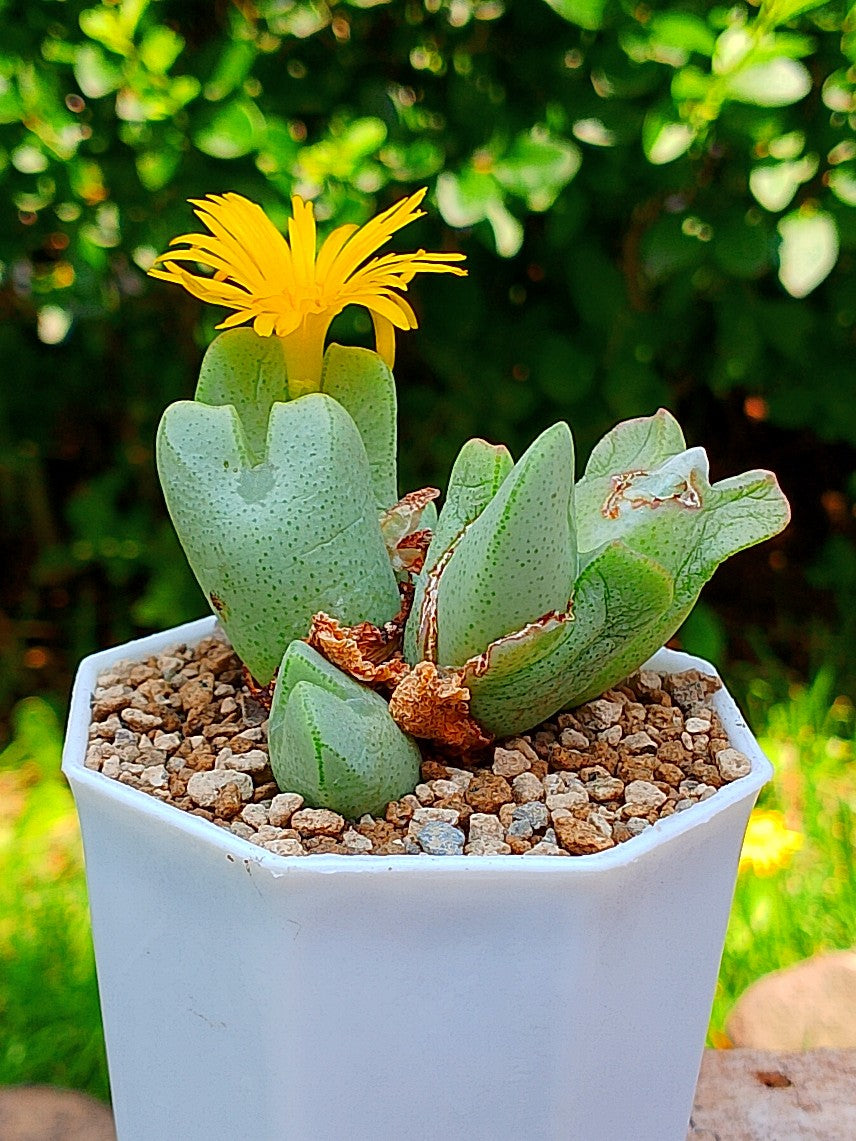 Conophytum billobum