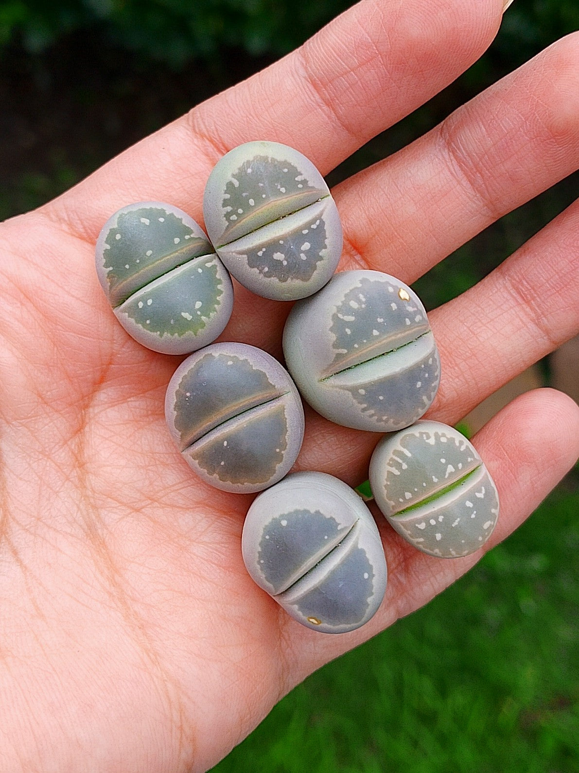 C109 Lithops Olivacea | 2 años