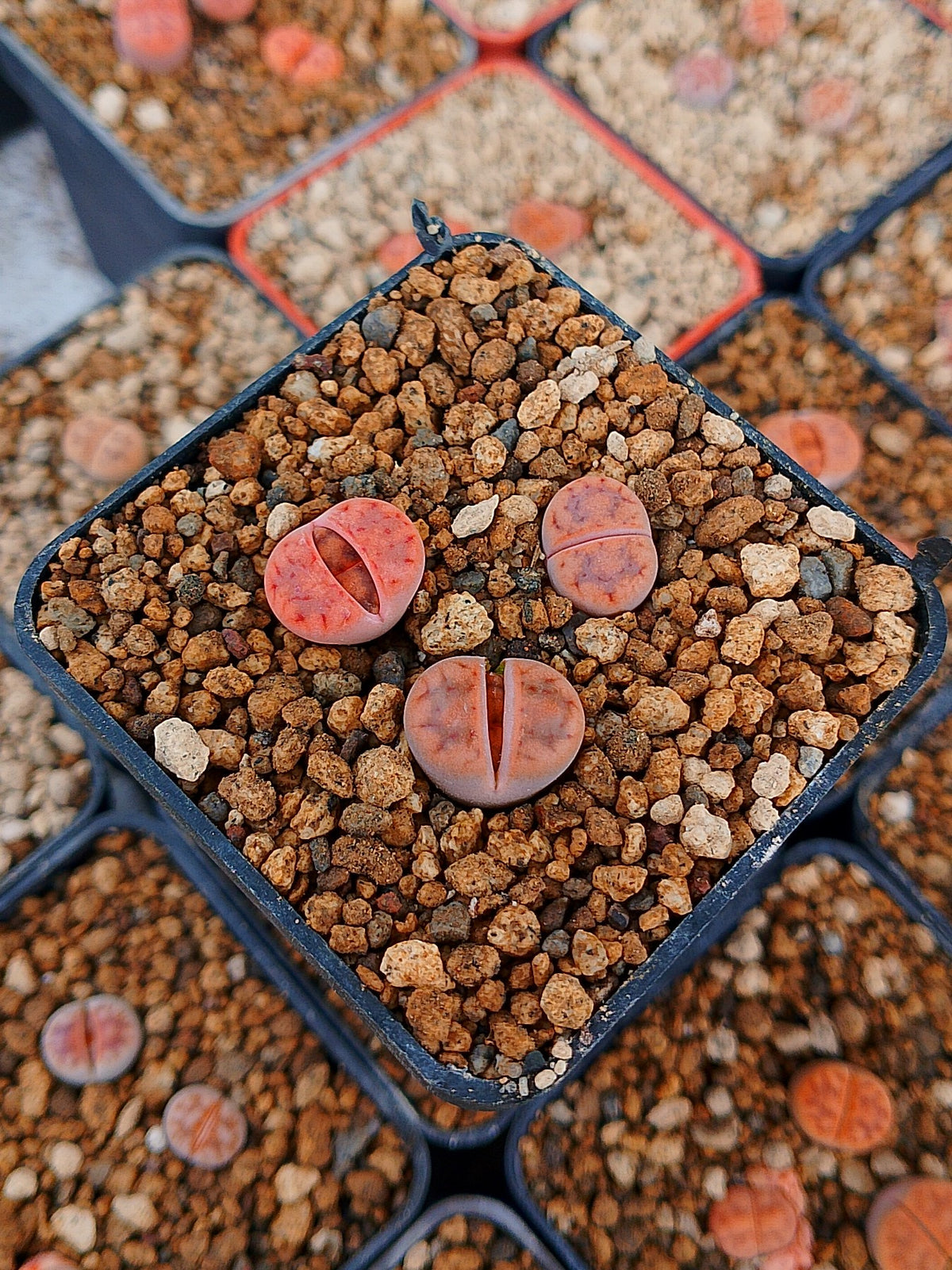 Paquete lithops Mix R | 1 año de edad