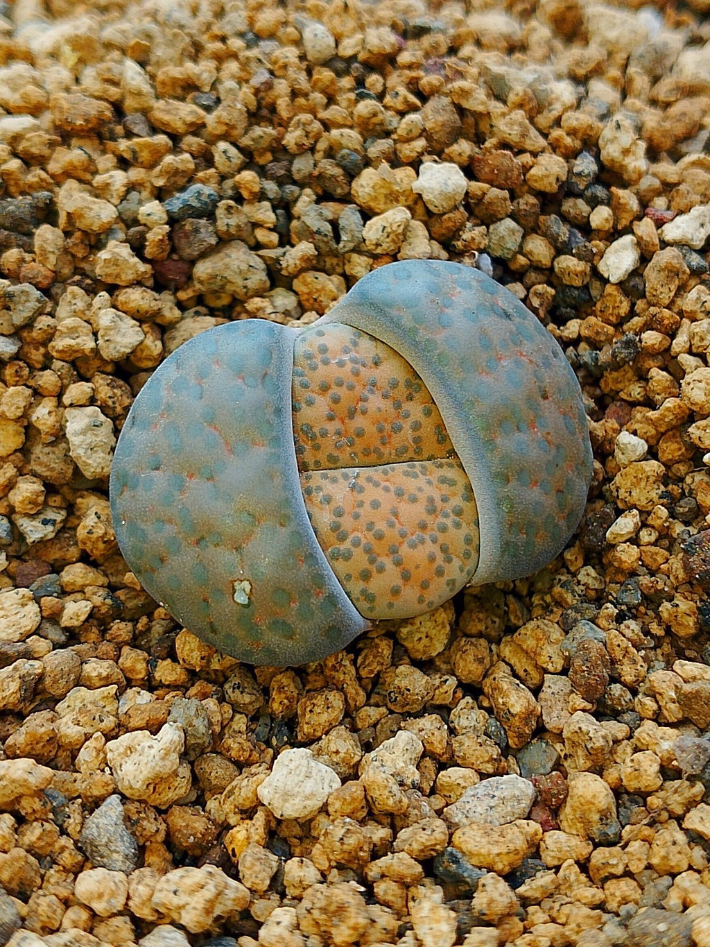 C278 	Lithops fulviceps v. fulviceps