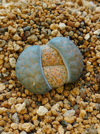 C278 	Lithops fulviceps v. fulviceps
