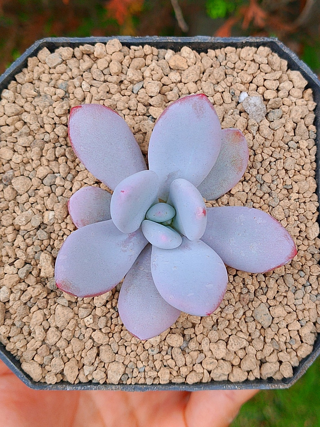 Pachyphytum Laon | maceta 3"