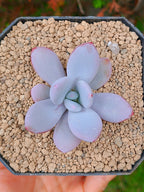 Pachyphytum Laon | maceta 3"