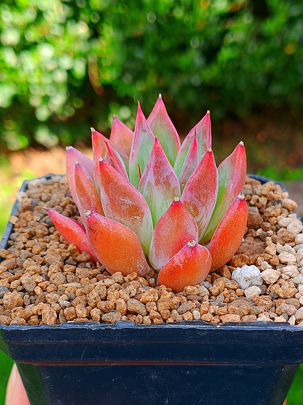 Echeveria Agavoides Fire flower | maceta 3"