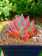 Echeveria Agavoides Fire flower | maceta 3"