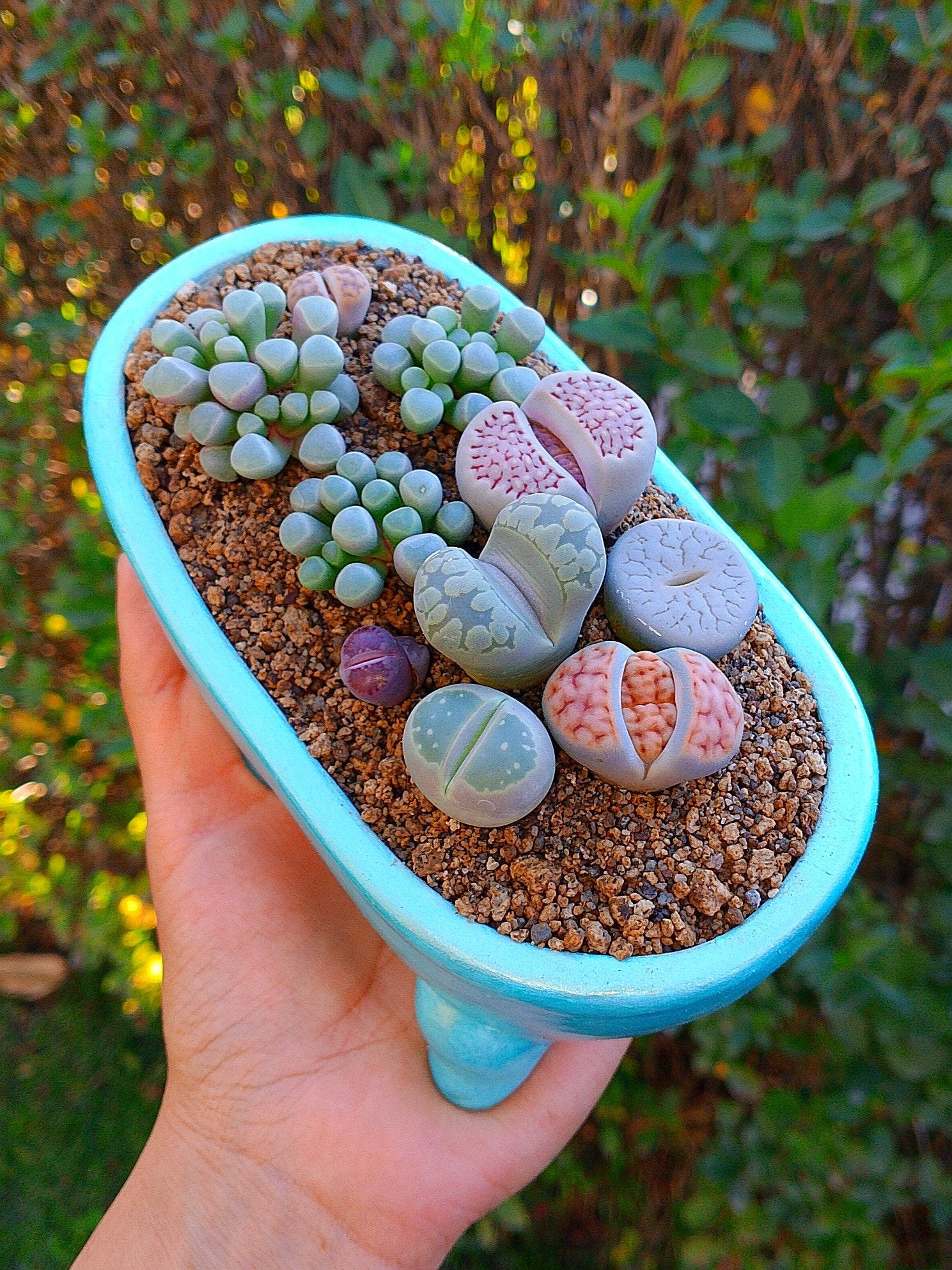 Paquete Lithops Premium - bañera