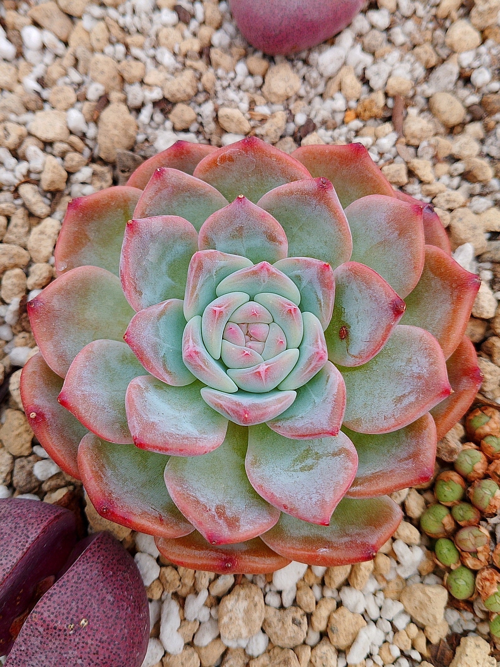 Echeveria Bora Bora
