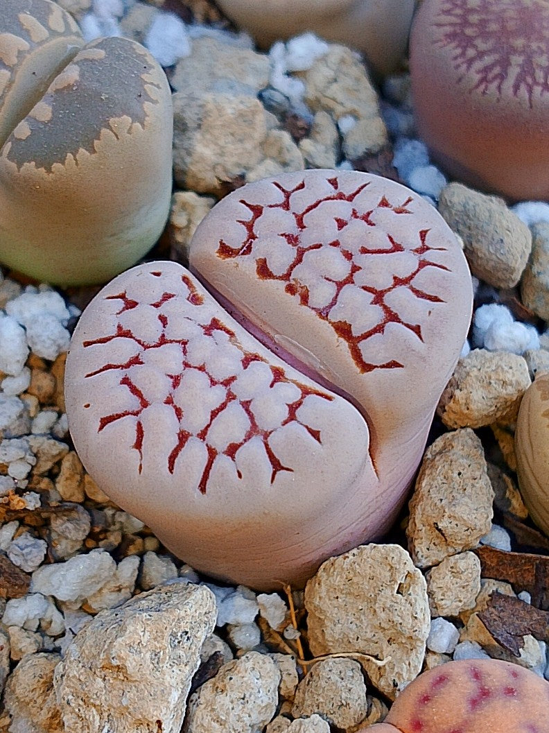 C205 	Lithops julii ssp. julii (syn. chrysocephala)
