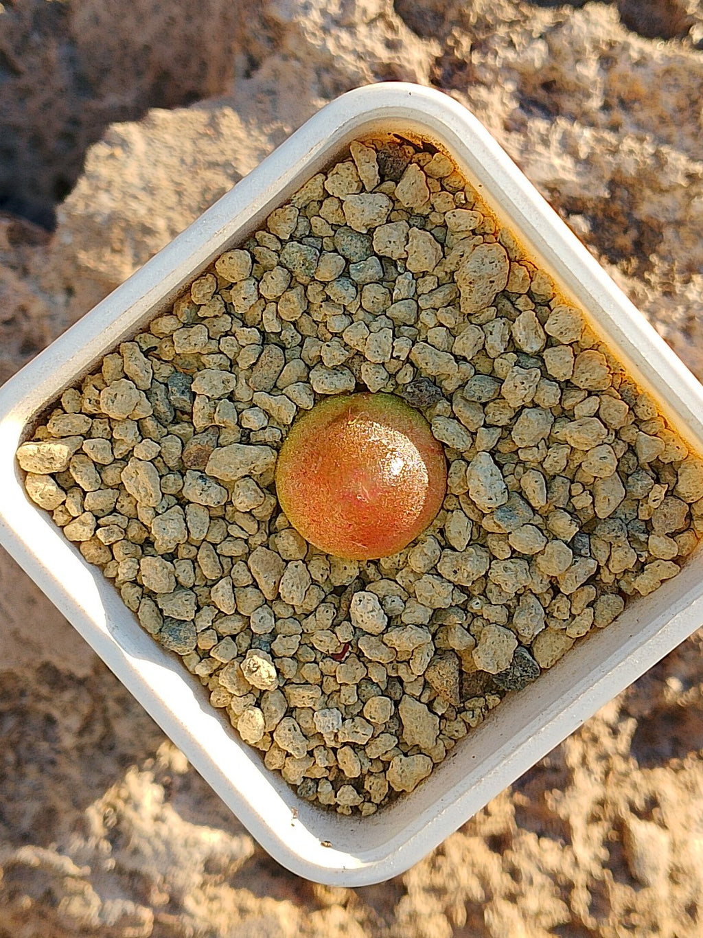 Conophytum burgeri C