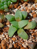Haworthia RG G | maceta 3"